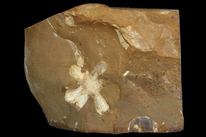Fossil Amersinia Reproductive Structure - North Dakota #136956